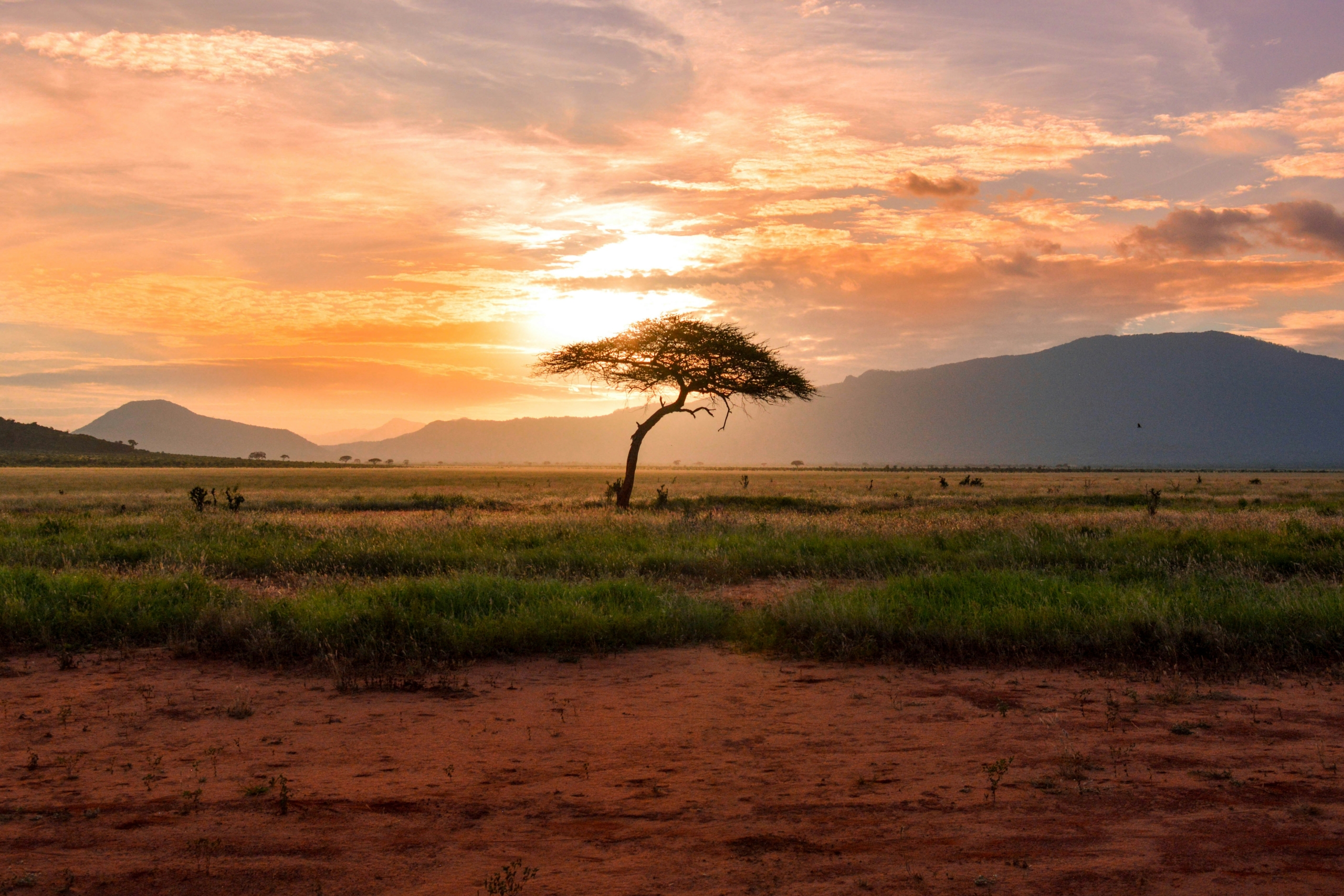 A sunset and a tree pictured in Kenya, Africa